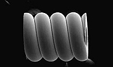 Enlarged view of electrode main body (SEM photograph)